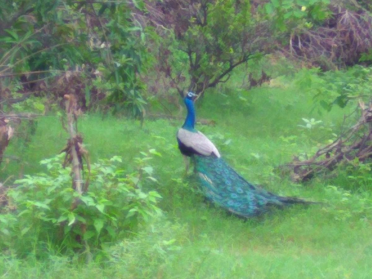 Ranakpur Nature Retreat Sādri Eksteriør bilde